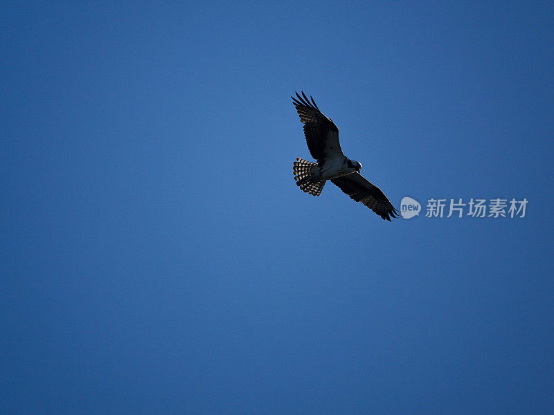 鱼鹰在明亮的蓝天下翱翔。