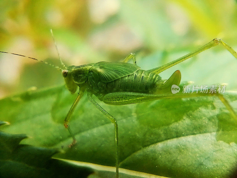 蚱蜢是绿叶中的绿色昆虫