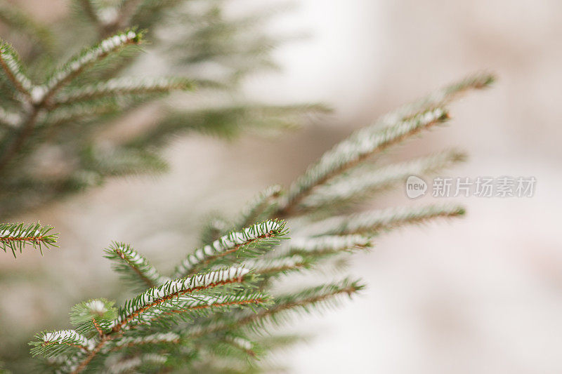 2022年12月，俄亥俄州奇利科特的雪天里，奇形怪状的雪树