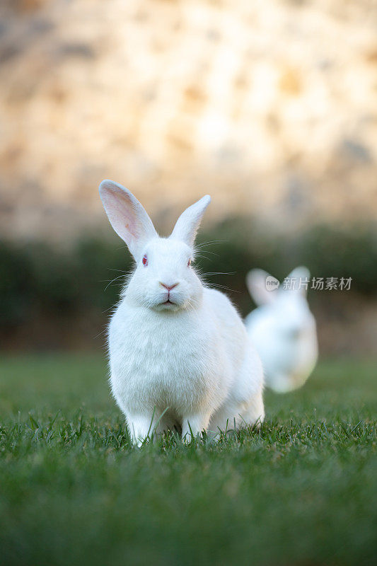 两只小白兔在草地上。