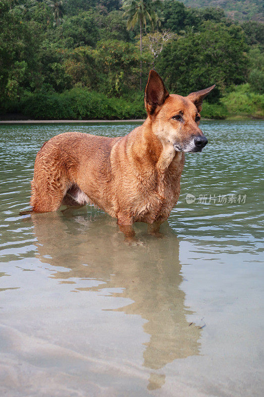 特写图像的印度野生流浪狗站胸深在浅滩，海水的边缘在退潮，杂种狗玩耍和乱搞在海浪，重点在前景