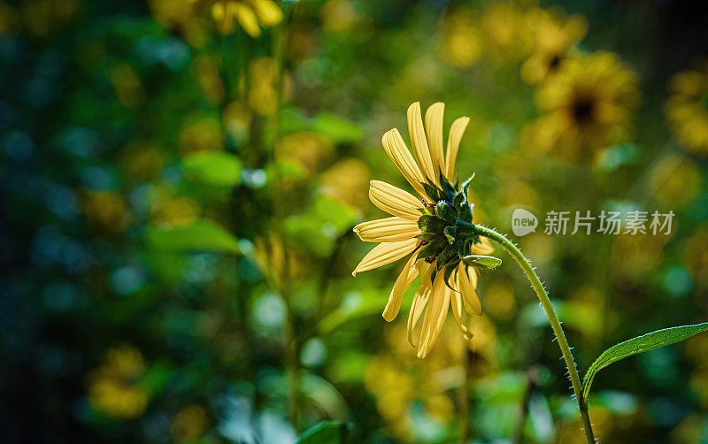 高山花朵