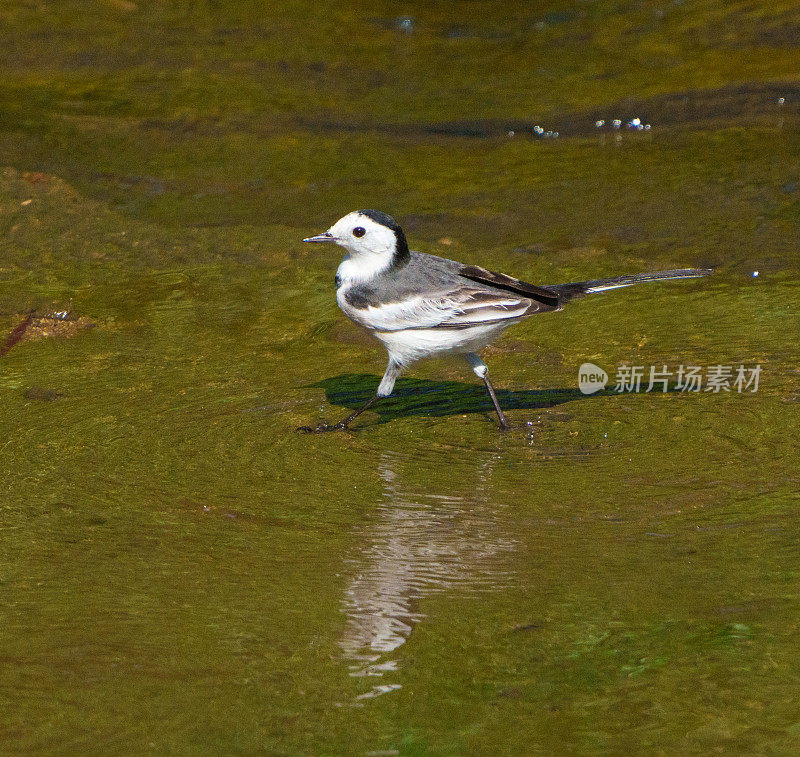 白鹡鸰