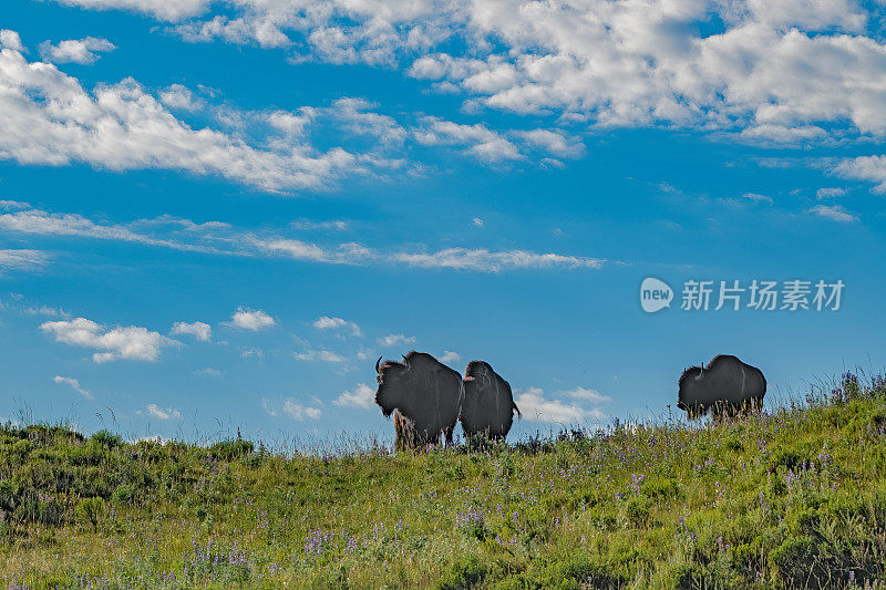 在美国黄石国家公园怀俄明州西北部的山顶上，一头野牛(水牛)走向摄像机