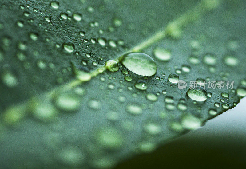 绿叶上有雨滴，自然背景