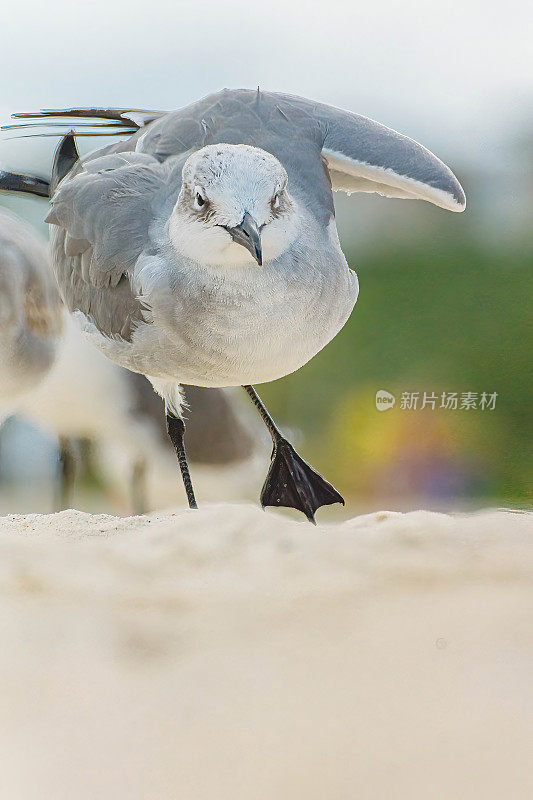 海滩上的鸟