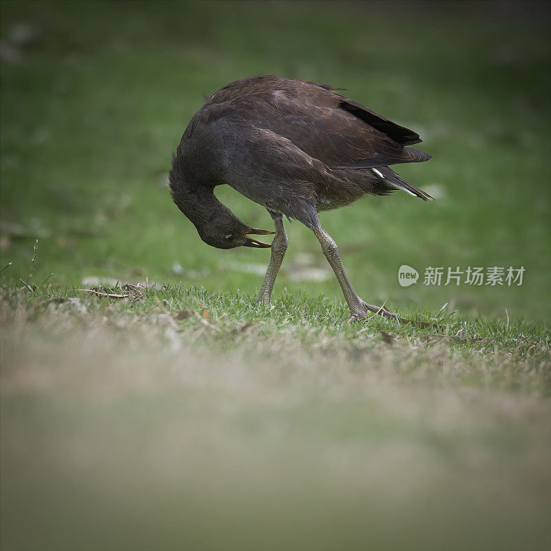 暗色的穆伦（加里努拉特内布罗萨）