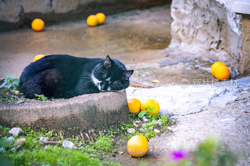 橙子和一只昏昏欲睡的燕尾服猫