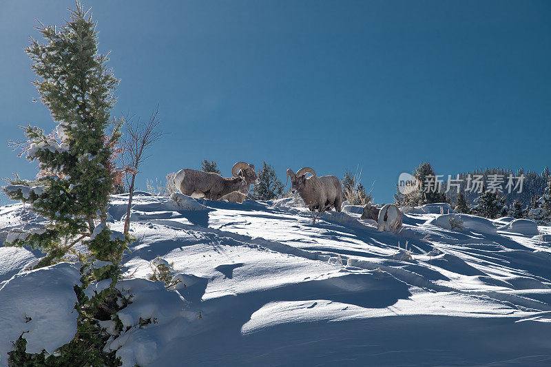 美国黄石公园怀俄明州西北部一场暴风雪过后，四只大角羊、两只公羊和两只母羊站在厚厚的积雪中