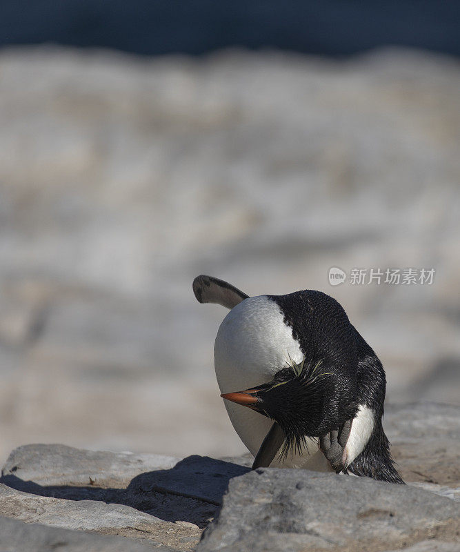 福克兰群岛，正在梳妆打扮的南方跳岩企鹅
