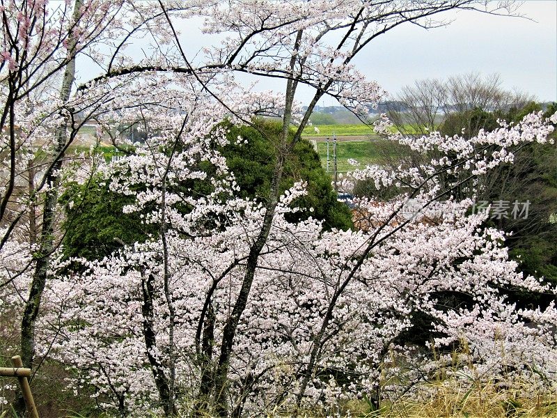 日本。三月底。到处都是樱花。