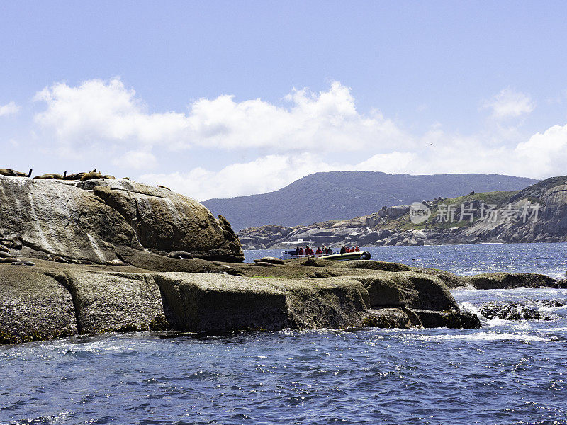 游船上的游客正在观察岩石上的海豹