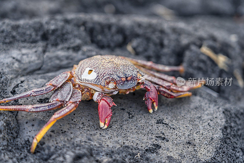 黑色火山岩上五颜六色的螃蟹