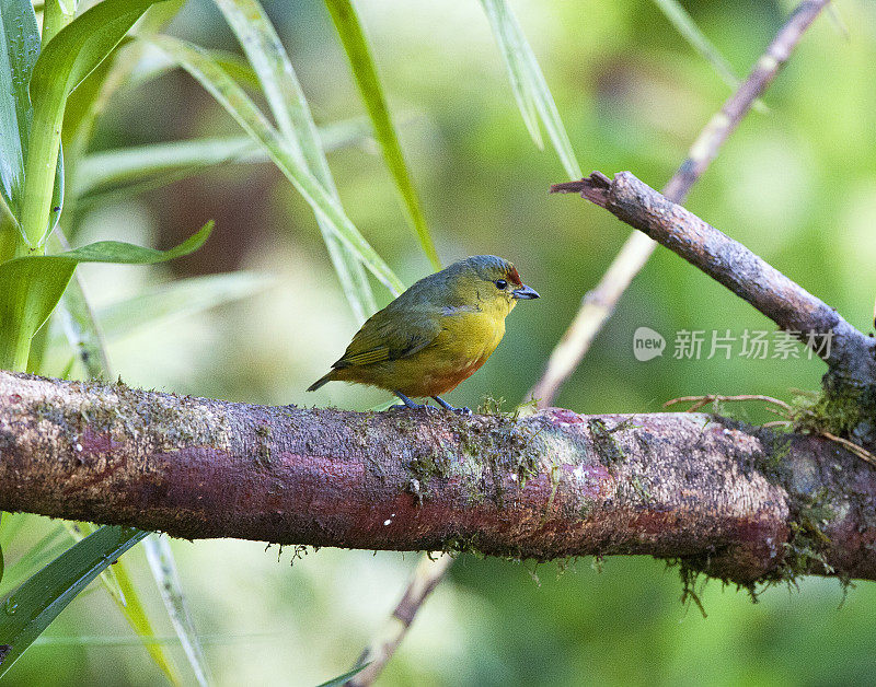 产于哥斯达黎加的斑冠Euphonia