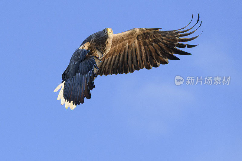 白尾鹰或海鹰在挪威北部的天空中狩猎