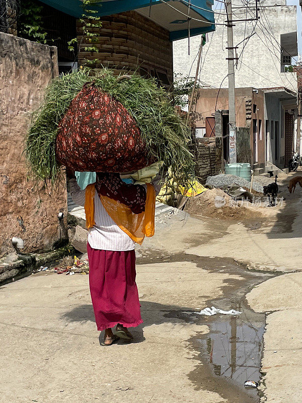 特写图像难以辨认，印度妇女穿着纱丽传统服装，走过水泥巷子里的水坑，背着沉重的绿草，牛饲料在大麻袋上，重点在前景