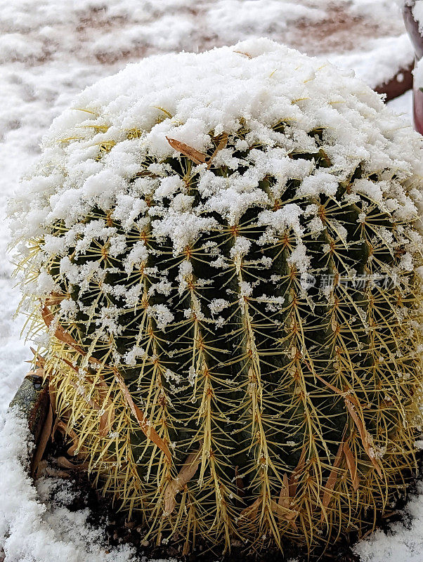 岩石花园的仙人掌在冬天沿着格拉夫顿路在犹他州洛克维尔被雪覆盖