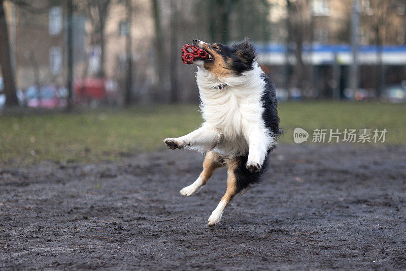 雪莉牧羊犬在玩球