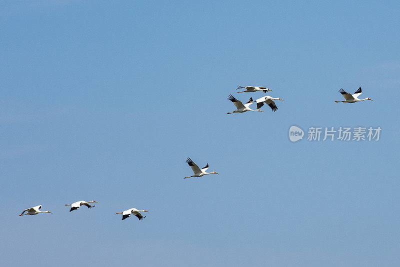 白鹤在天空中飞翔