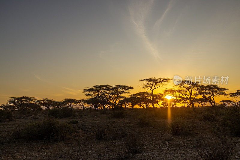 阳光透过剪影光秃秃的树木和田园诗般的景色，干旱景观在日落时在肯尼亚国家公园，东非