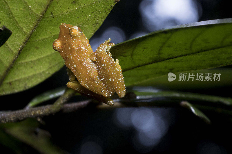 树叶上独一无二的青蛙-库存照片