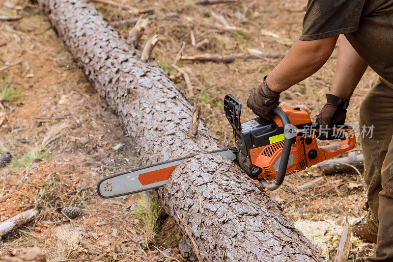 在砍伐树木的过程中，一名员工正在使用电锯砍伐树木，结果导致了森林的破坏。