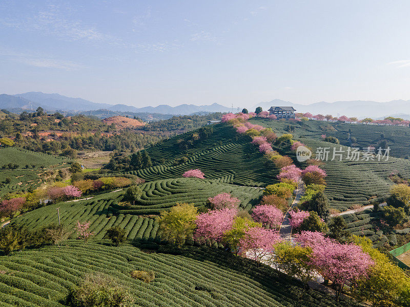 早上在绿茶园里种植的一排排樱桃树的鸟瞰图