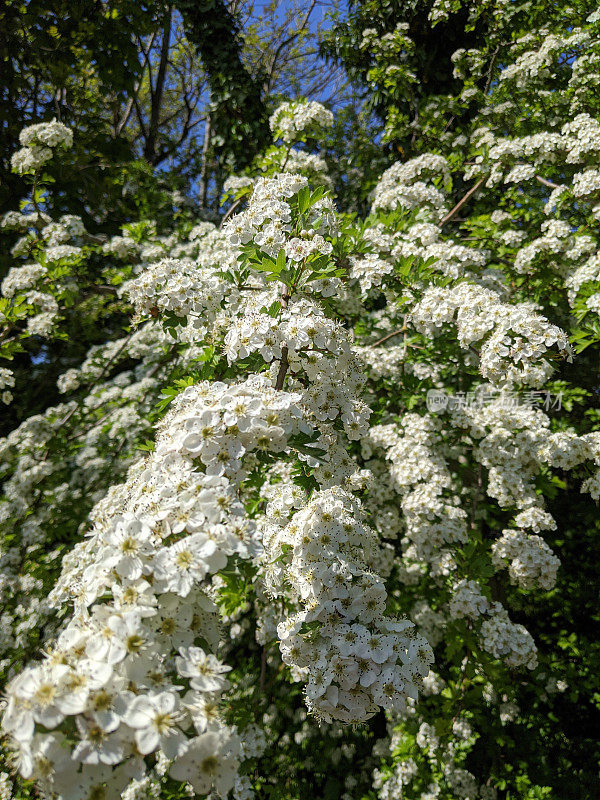 阳光明媚的春日，白花山楂