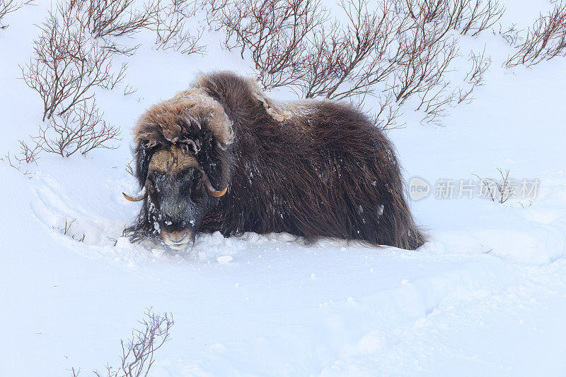 在挪威的Dovrefjell-Sunndalsfjella国家公园的深雪中的麝牛