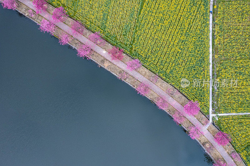 鸟瞰湖边的樱花树和油菜花田