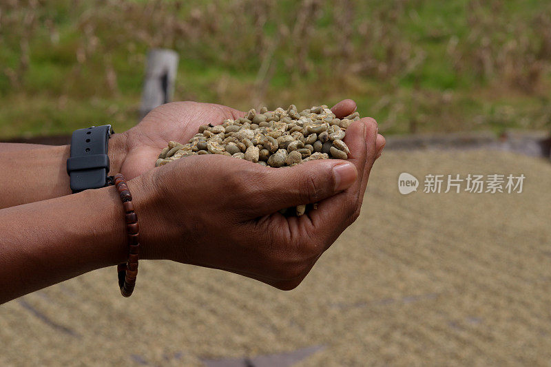 阿拉比卡咖啡种子的淘洗、烘干及水洗工艺