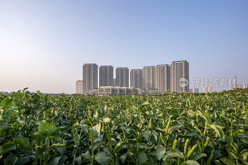 城郊的农业种植用地