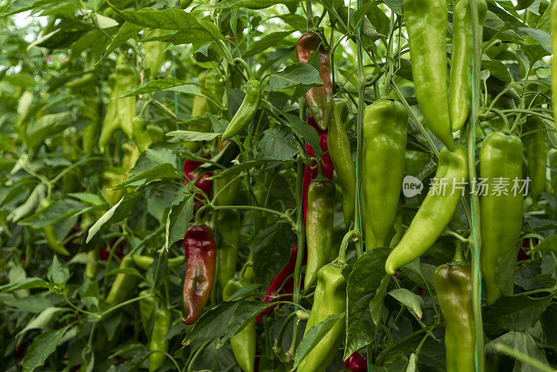 蔬菜大棚有机红辣椒和绿辣椒