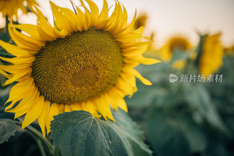 向日葵的黄色花瓣，在向日葵的农田里