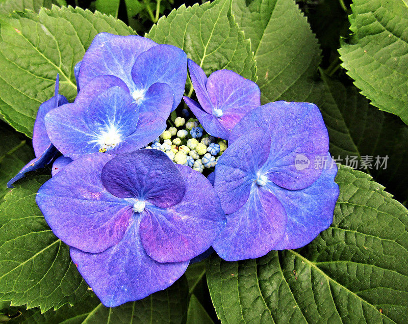 日本。6月。绣球花花。特写镜头。