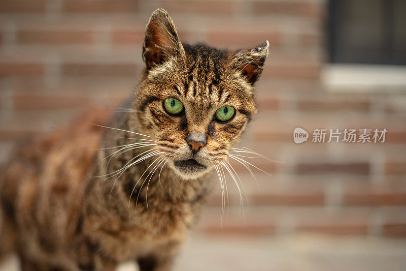 又老又生气的流浪猫。