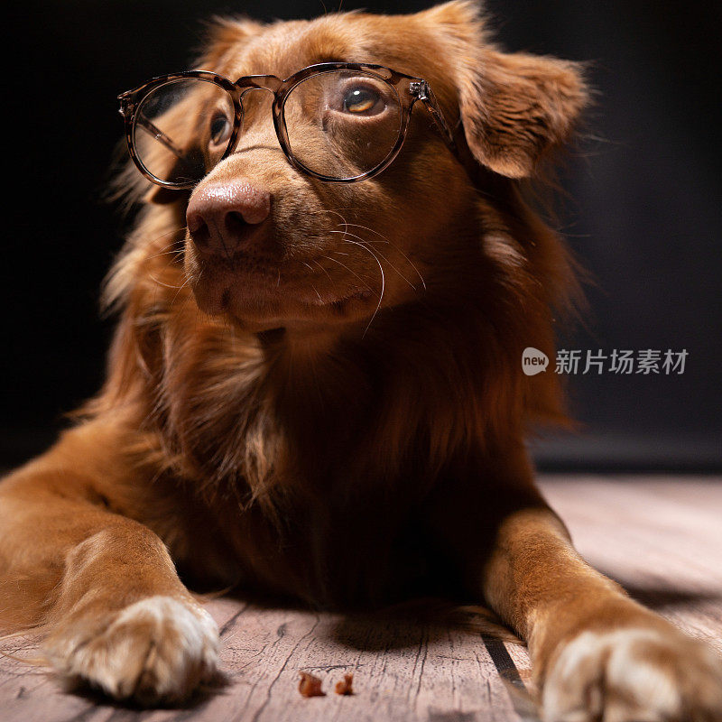 一只戴眼镜的狗的画像。这只狗正在摆姿势拍照。
