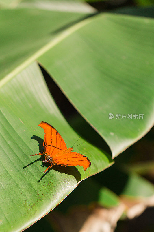 一只斑马(长翼)蝴蝶，一只长翅膀的黑黄条纹蝴蝶，在南佛罗里达后院梦幻般的蝴蝶花园中