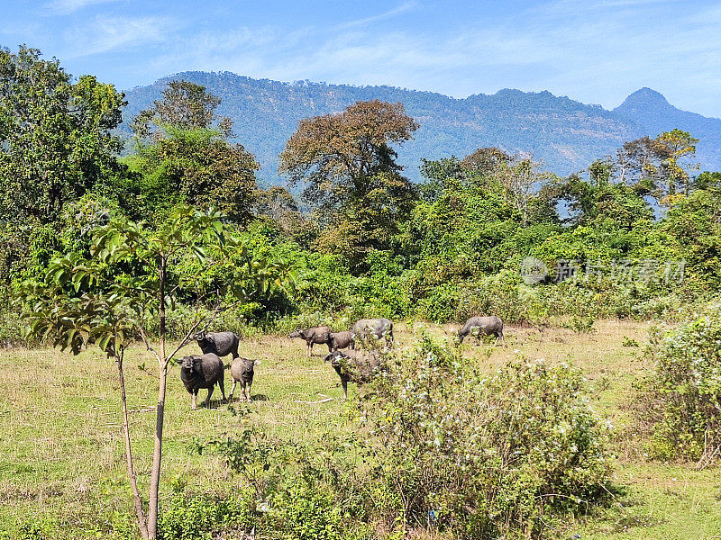 老挝占巴塞的水牛