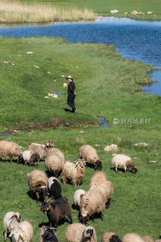 牧羊人在乡下放牧羊群和山羊