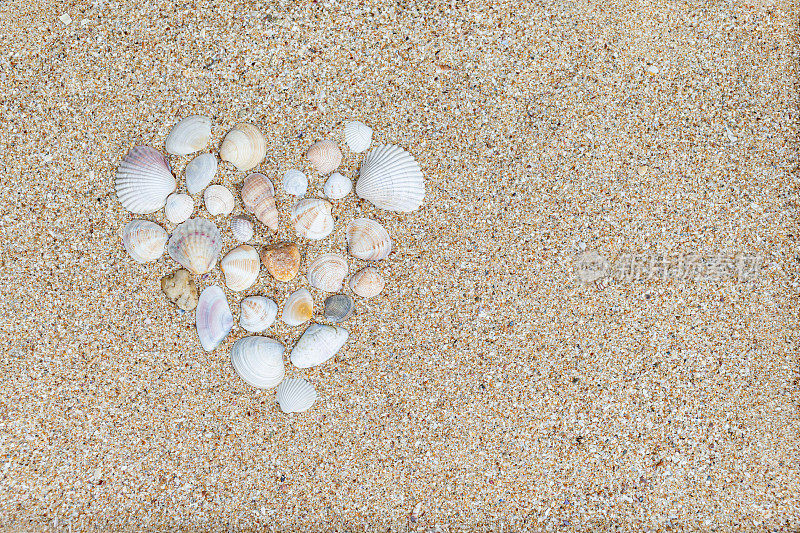 沙子背景与各种贝壳。