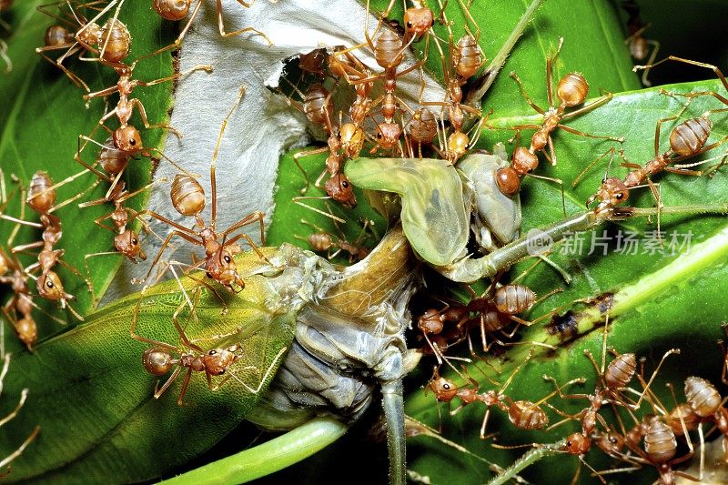 蚱蜢的身体在被蚂蚁拖拽到巢穴时被撕裂和分离——动物行为。
