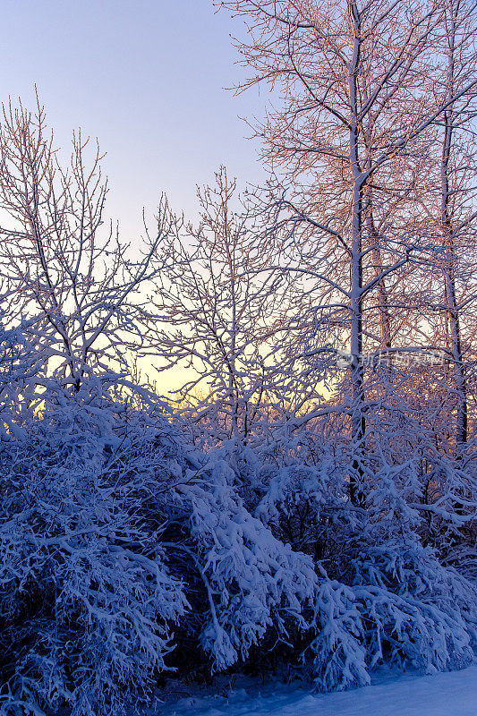 早晨的阳光洒在树上的雪