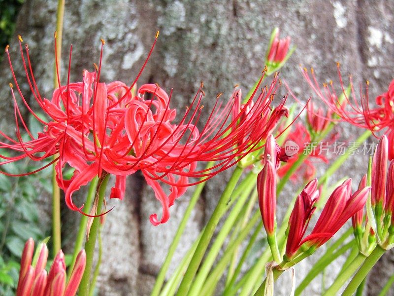 日本。9月。石蒜属花。