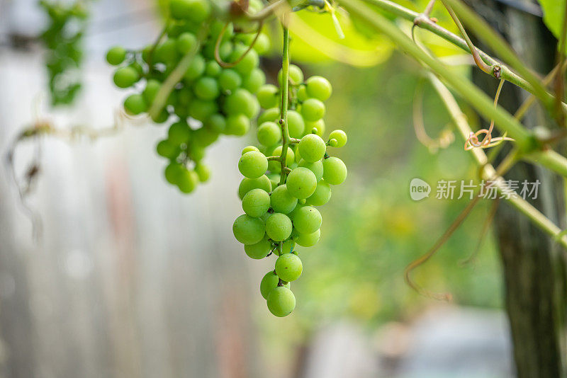 夏天藤上未成熟的绿葡萄。自然背景,