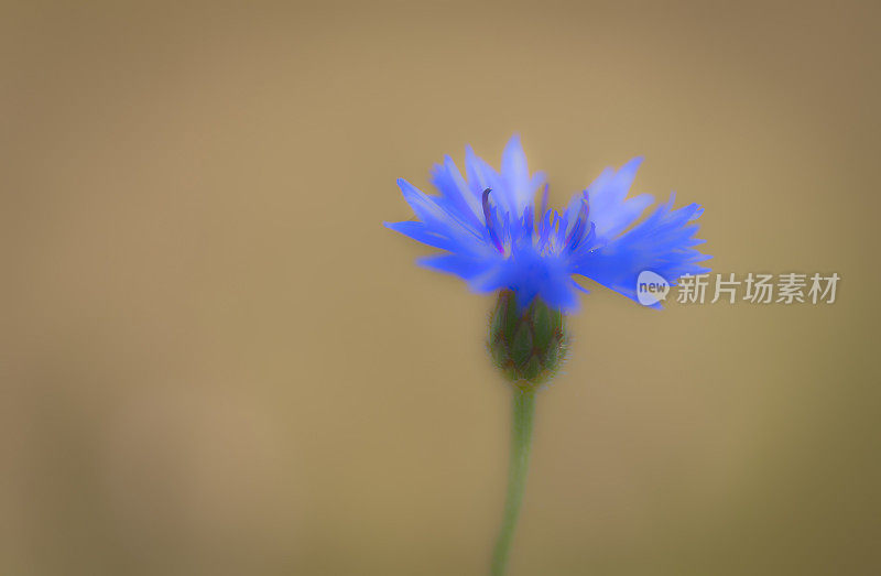 英国乡村花园里的矢车菊