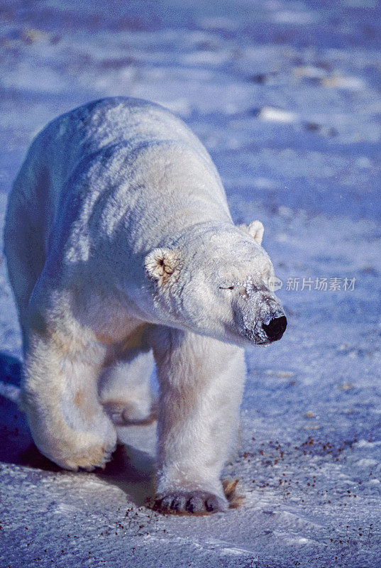 一只野生北极熊走在白雪皑皑的哈德逊湾岸边