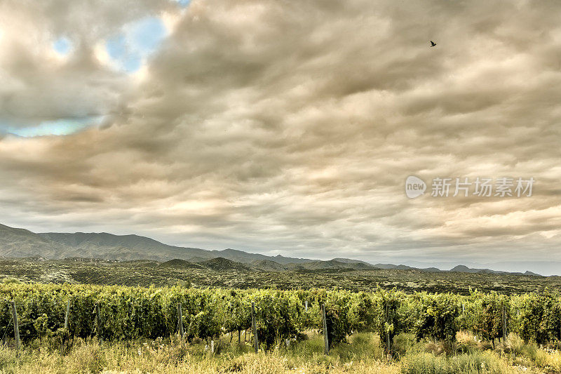 图努扬葡萄园，位于门多萨葡萄酒产区。阿根廷。