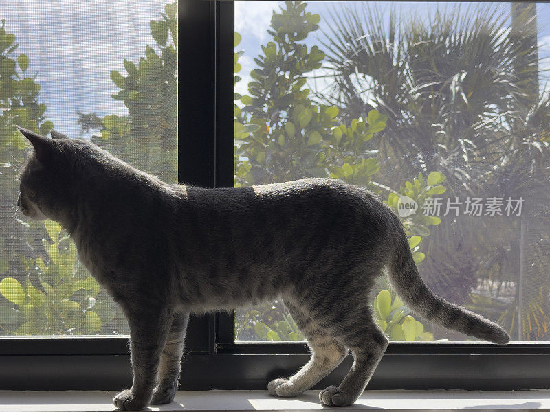 猫坐在窗台上往外看。