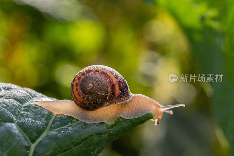 花园蜗牛正在吃一片绿色的羽衣甘蓝叶子，特写